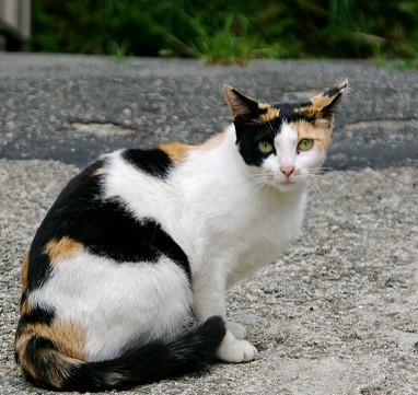 black and orange calico cat