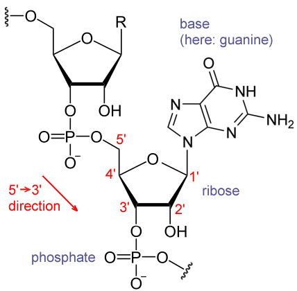 RNA_chemical_structure.GIF